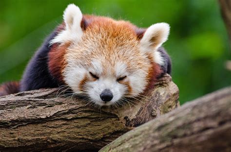 Image result for Pandas NumPy Matplotlib Seaborn Banners