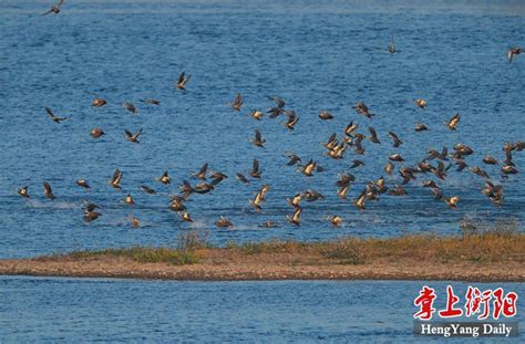 衡阳市人民政府门户网站-水质环境持续好转，湘江大源渡段成候鸟乐园