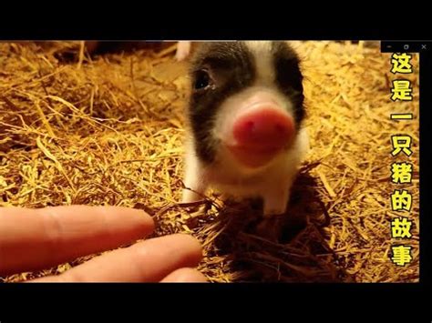 这是一只猪的故事，是我见过的最可爱顽强的小猪！【一只不平凡的猪哼哼】