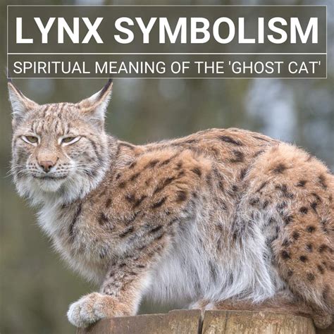 Lynx symbolism the spiritual meaning of the ghost cat – Artofit