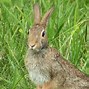 Image result for Conejo Mini Lop