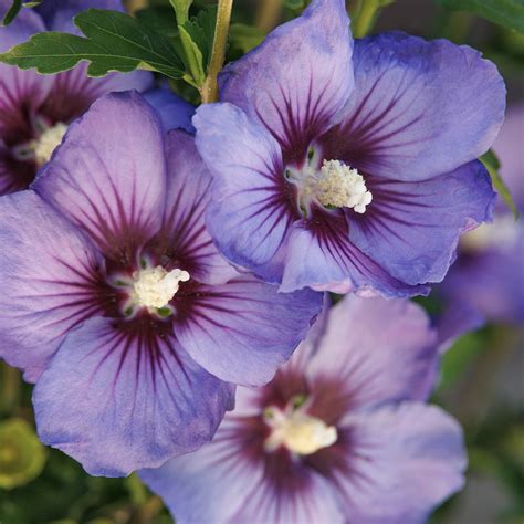 Rose Of Sharon Bush Shrubs