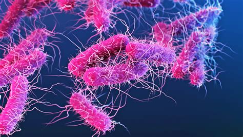 بكتيريا "الشيغيلا" المقاومة للأدوية تُثير القلق في الولايات المتحدة