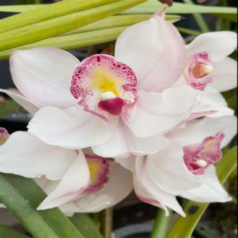 CHINA LADY CYMBIDIUM — Mainaam Garden
