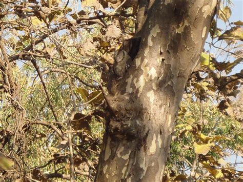 In Letter & Spirits - thoughts unbound: GIR NATIONAL PARK- The last ...