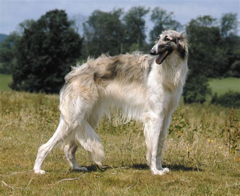 Borzoi | Personality, Size, Hunting History & Health Issues | Britannica