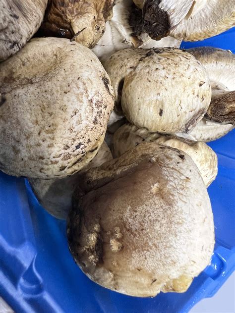 Can you eat slimy mushrooms?