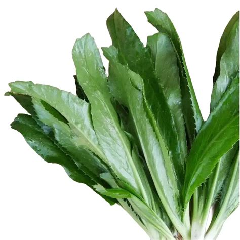 Vietnamese Culantro Seeds (Heirloom, Non-GMO) - Ngò gai - TikTok Shop