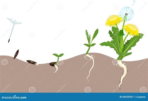 Life cycle of dandelion stock vector. Illustration of reproduction ...