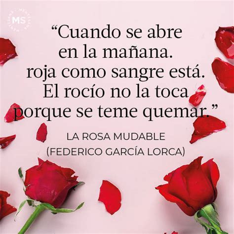 12 poemas sobre rosas bonitos que llegan al corazón