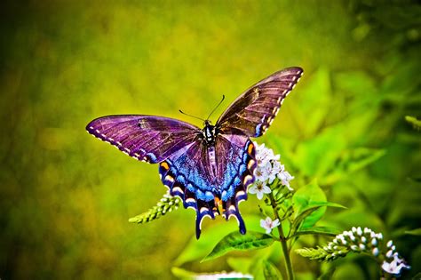 Image result for Flutter Webview Source Code