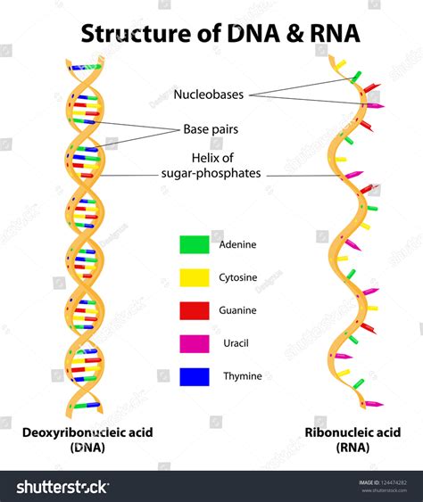 Dna And Rna Base Difference at David Juarez blog