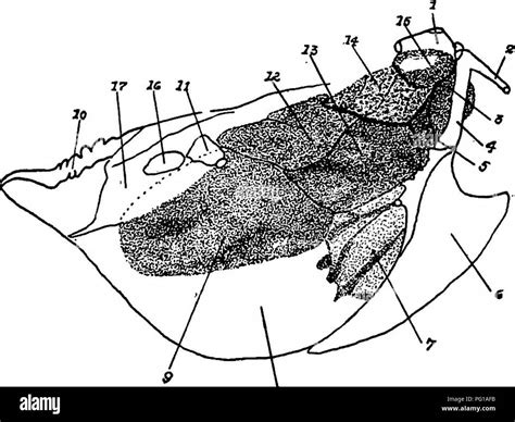 This study examines the respiratory system of domestic fowl, detailing the structure of bronchi ... - anatomy of respiratory system in poultry
