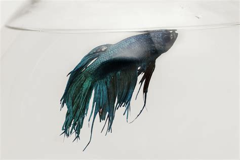 Common Diseases Of Betta Fish: Signs And Treatment Guide