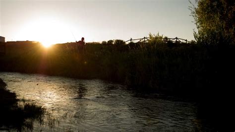 Fly Fish 的图像结果