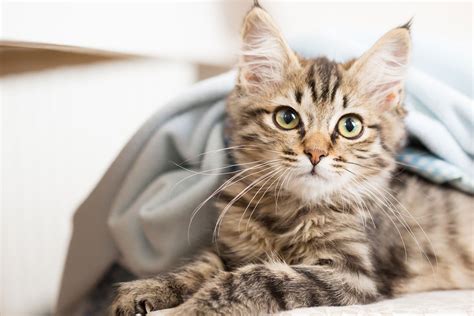 Newport Hills Animal Hospital