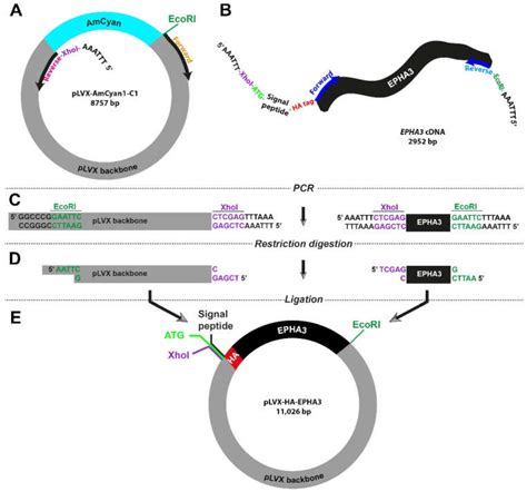 Engineering Novel Lentiviral Vectors for Labelling Tumour Cells and ...