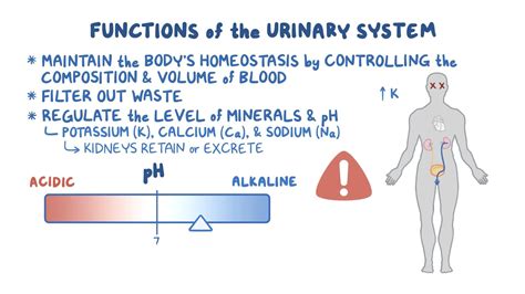 Female Urinary System Parts And Functions at Elizabeth Mitchem blog