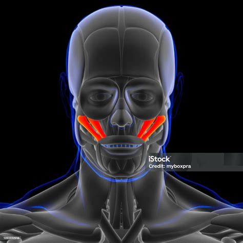 Zygomaticus Major And Minor