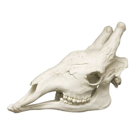 Replica Giraffe Skull For Sale – Skulls Unlimited International, Inc.