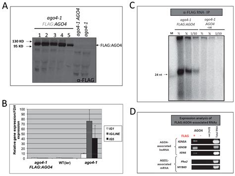 Analysis of Argonaute 4-Associated Long Non-Coding RNA in Arabidopsis ...