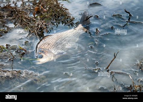 Swamp Fish 的图像结果