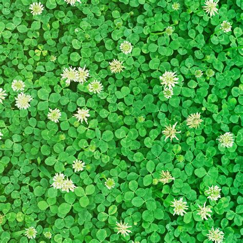 White Clover Lawn