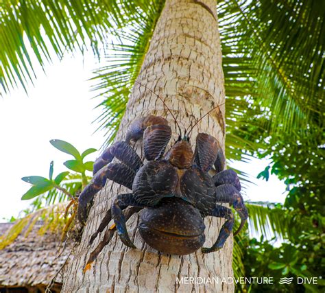 Sauwandarek Village - Meridian Adventure Raja Ampat Indonesia | Scuba ...