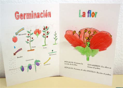 Partes de una flor - Web del maestro