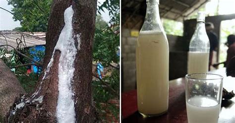 Neem Tree In DU Oozing Free Beer