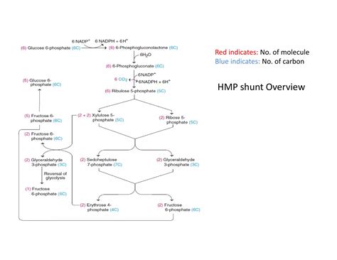 HMP Shunt | Hexose Monophosphate Pathway | Pentose Phosphate Pathway ...
