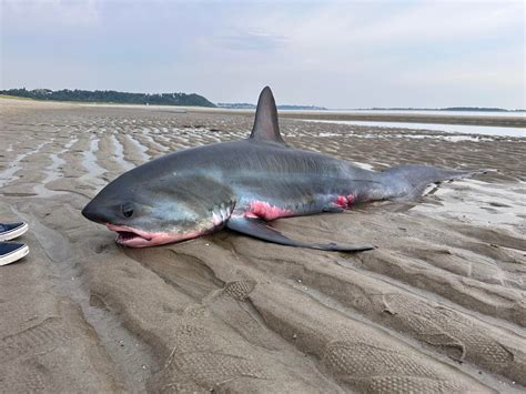Beached Great White Shark