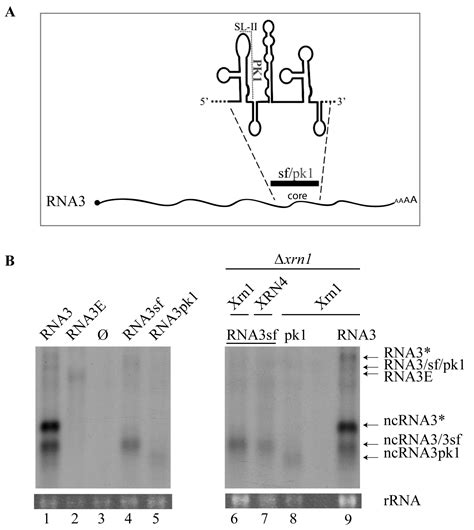 Beet Necrotic Yellow Vein Virus Noncoding RNA Production Depends on a 5 ...
