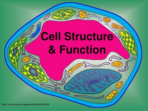 Cell Structure and Function 的图像结果