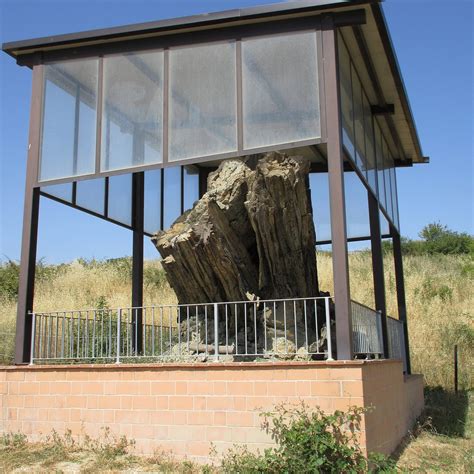 FORESTA FOSSILE (2026) All You Need to Know BEFORE Going (with Photos)