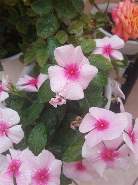 Kuvatulokset haulle periwinkle