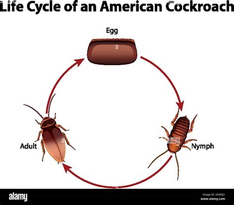 Cockroach life cycle Cut Out Stock Images & Pictures - Alamy