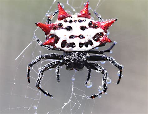 Amazing Spiders: Strange and Interesting Arachnid Facts | Spider ...