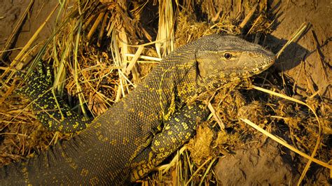Monitor Lizard 的图像结果