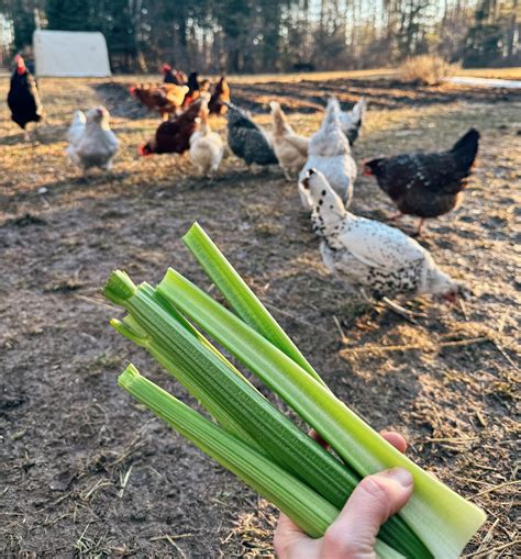 Can Chickens Eat Celery? Is Raw or Cooked Best?