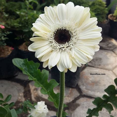7 Stunning White Flower with Purple Center ~ Homifine.com