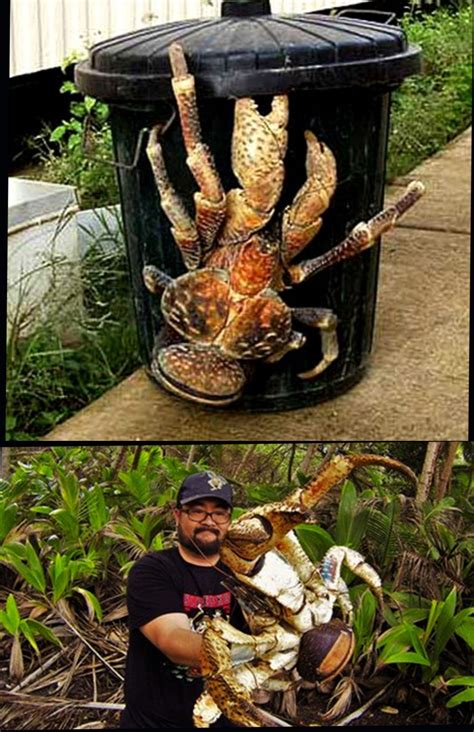 Good To Eat Coconut Crab