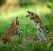 Image result for Cute Animals in the Wild