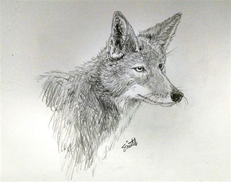 Coyote illustration in pencil. | Wildlife art, Coyote drawing, 3d art