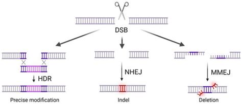 Gene Drive: Past, Present and Future Roads to Vertebrate Biocontrol