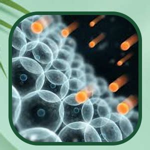 PlantBro Turcuma – Premium Nano Curcumin Extract with Turmeric & Black ...