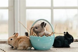 Image result for Baby Bunnies in a Basket