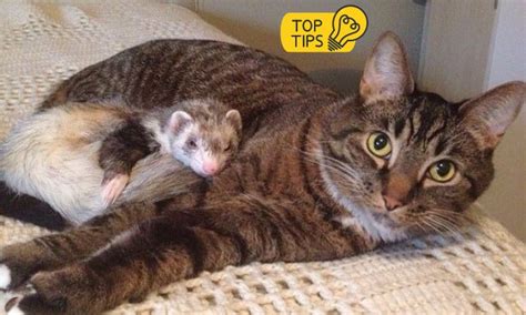 Ferret vs Python 的图像结果