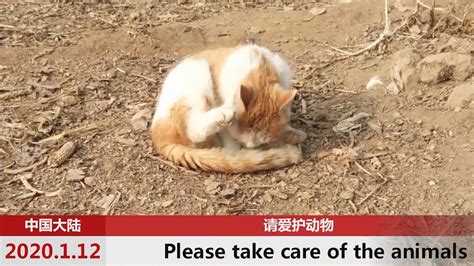 请爱护动物，只因小猫偷吃别人家食物、就被打断一条腿、世界属于每一个生命。 - YouTube