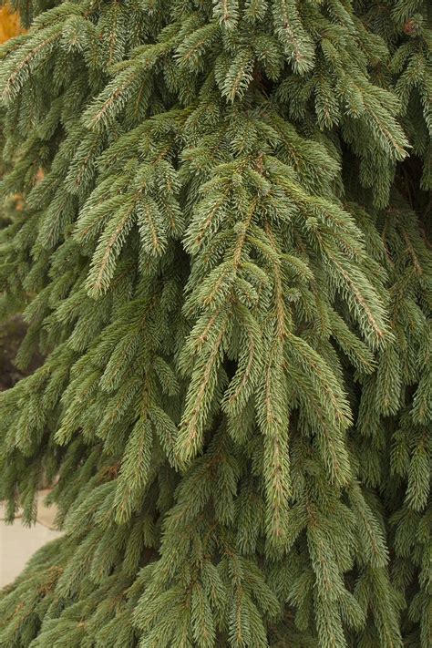 Weeping White Spruce, Picea glauca 'Pendula', Monrovia Plant